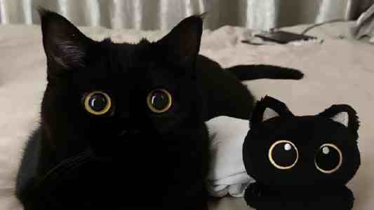 视频号内容自动同步公众号？